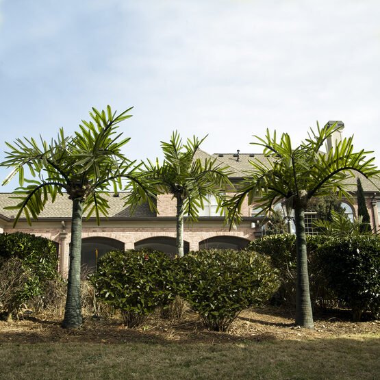 LED Palm Tree - My Store
