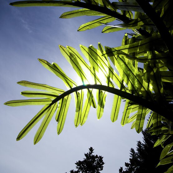 LED Palm Tree - My Store